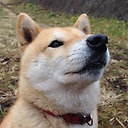 аватар WhisperingShiba