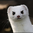 angryweasel avatar