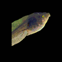 Terrible Tadpole avatar