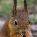 аватар Atte Juvonen